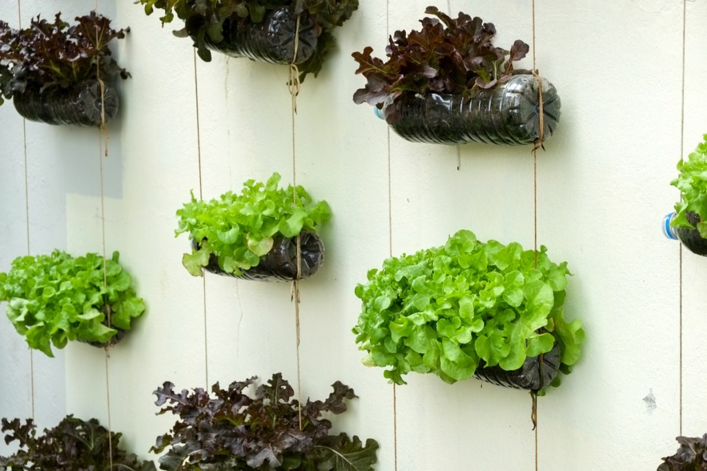 A vertical garden made from strung-together plastic water bottles