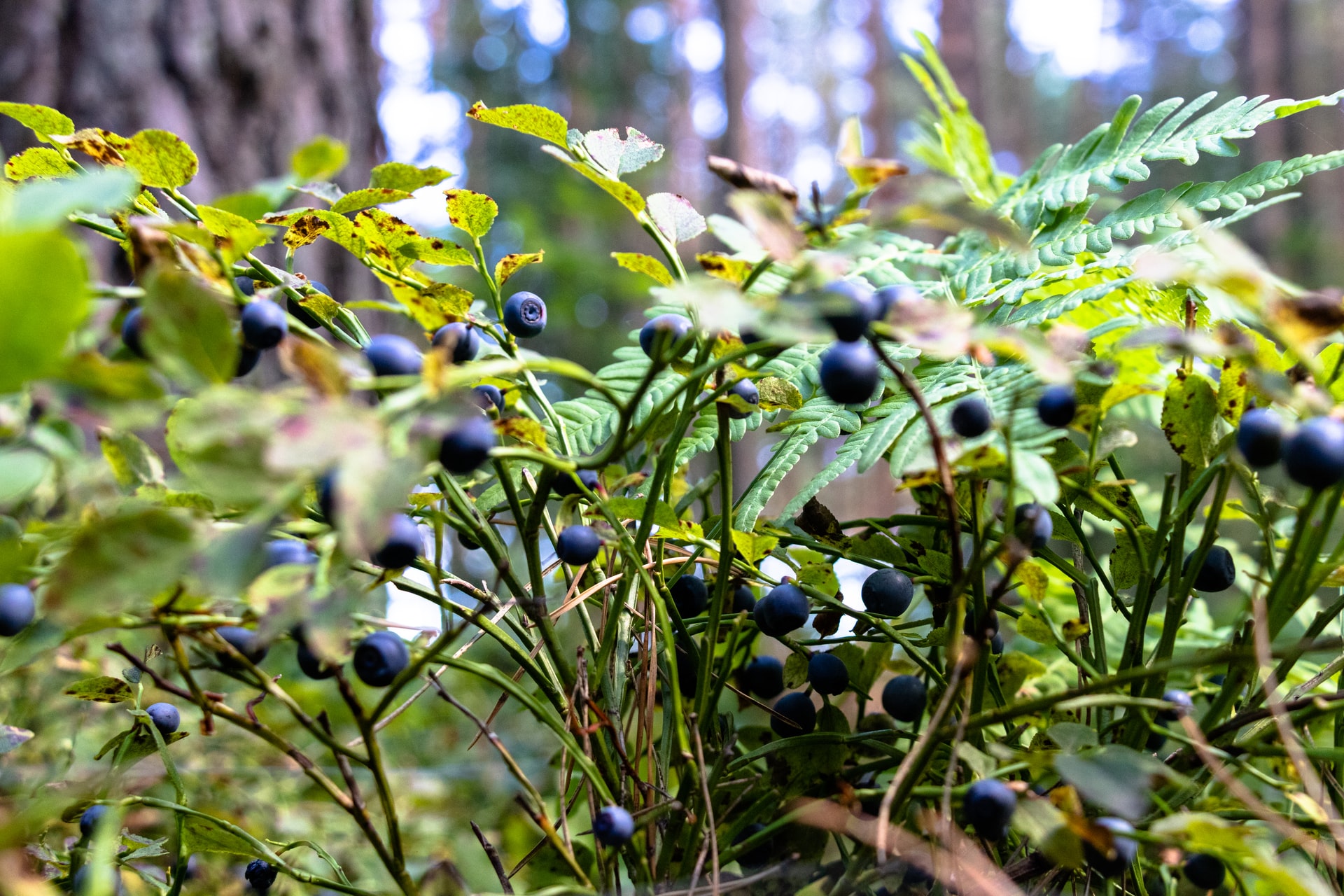 blueberry bush