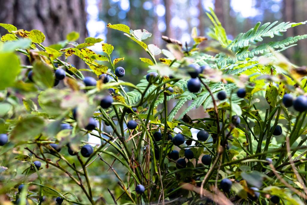 blueberry bush