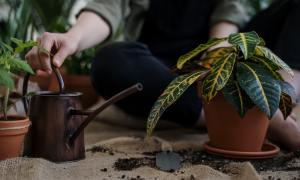 A person watering their houseplant