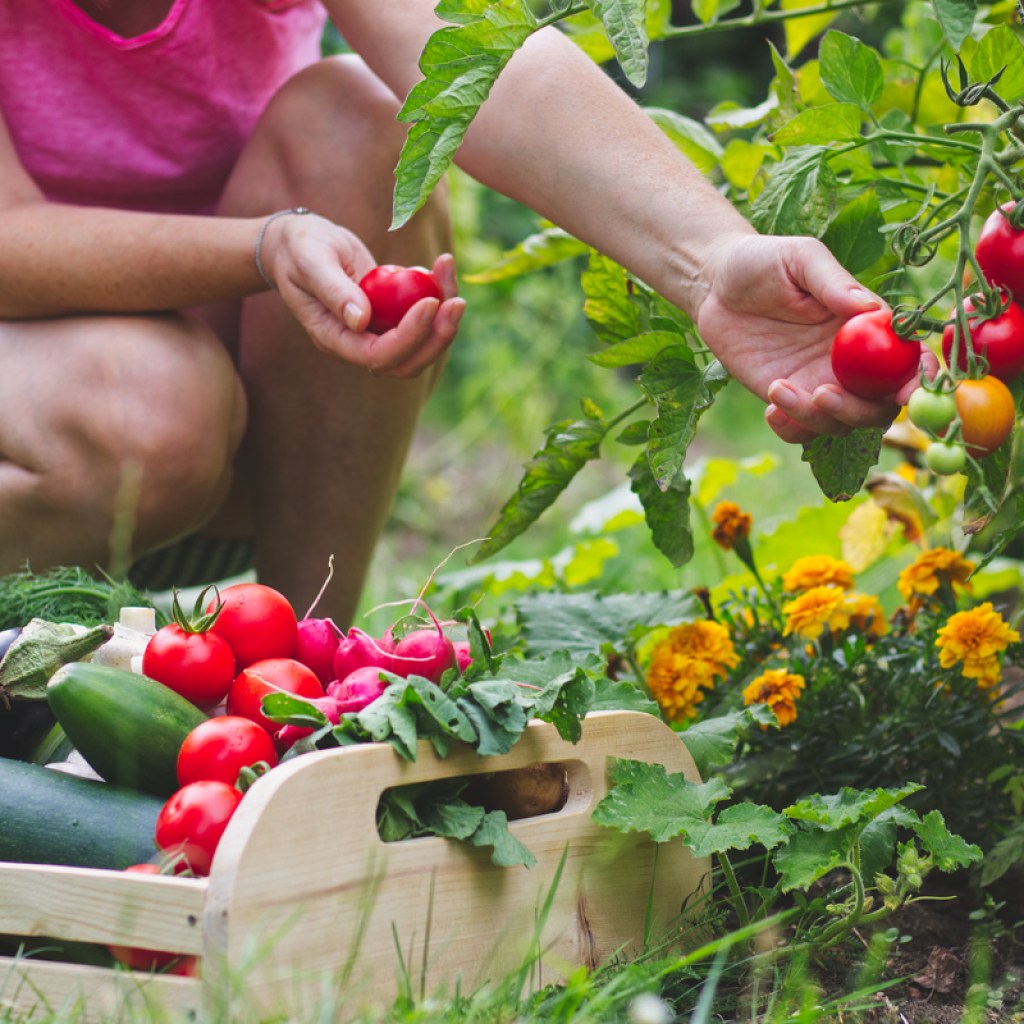 A woman in a pink shirt and black and white checkered shorts squats while harvesting tomatoes. Next to her on the ground is a basket of harvested vegetables, including eggplant, cucumbers, tomatoes, and carrots.