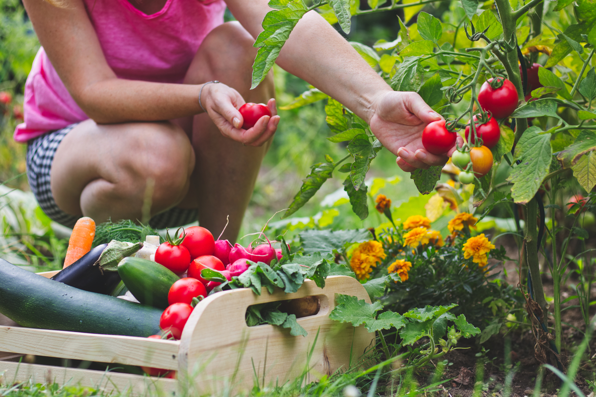A woman in a pink shirt and black and white checkered shorts squats while harvesting tomatoes. Next to her on the ground is a basket of harvested vegetables, including eggplant, cucumbers, tomatoes, and carrots.