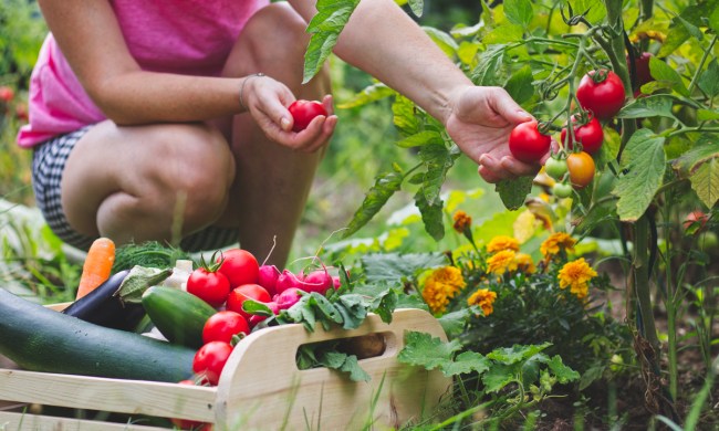 Woman kneeling harvesting tomatoes