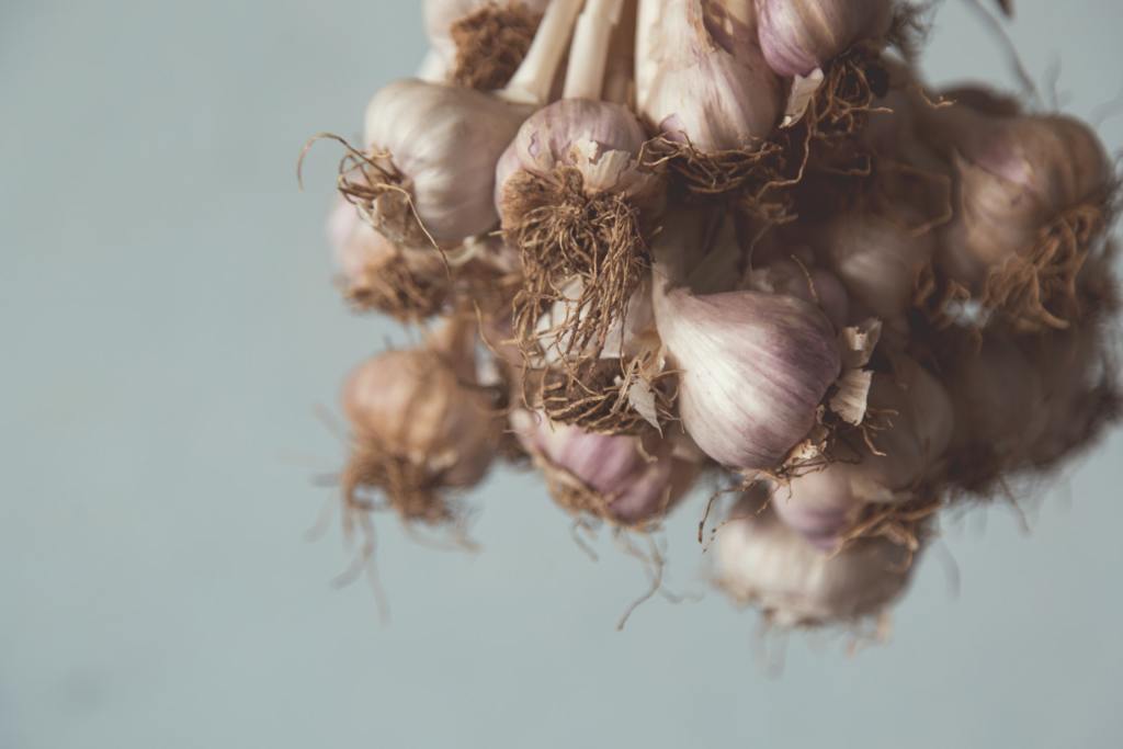 Garlic plant