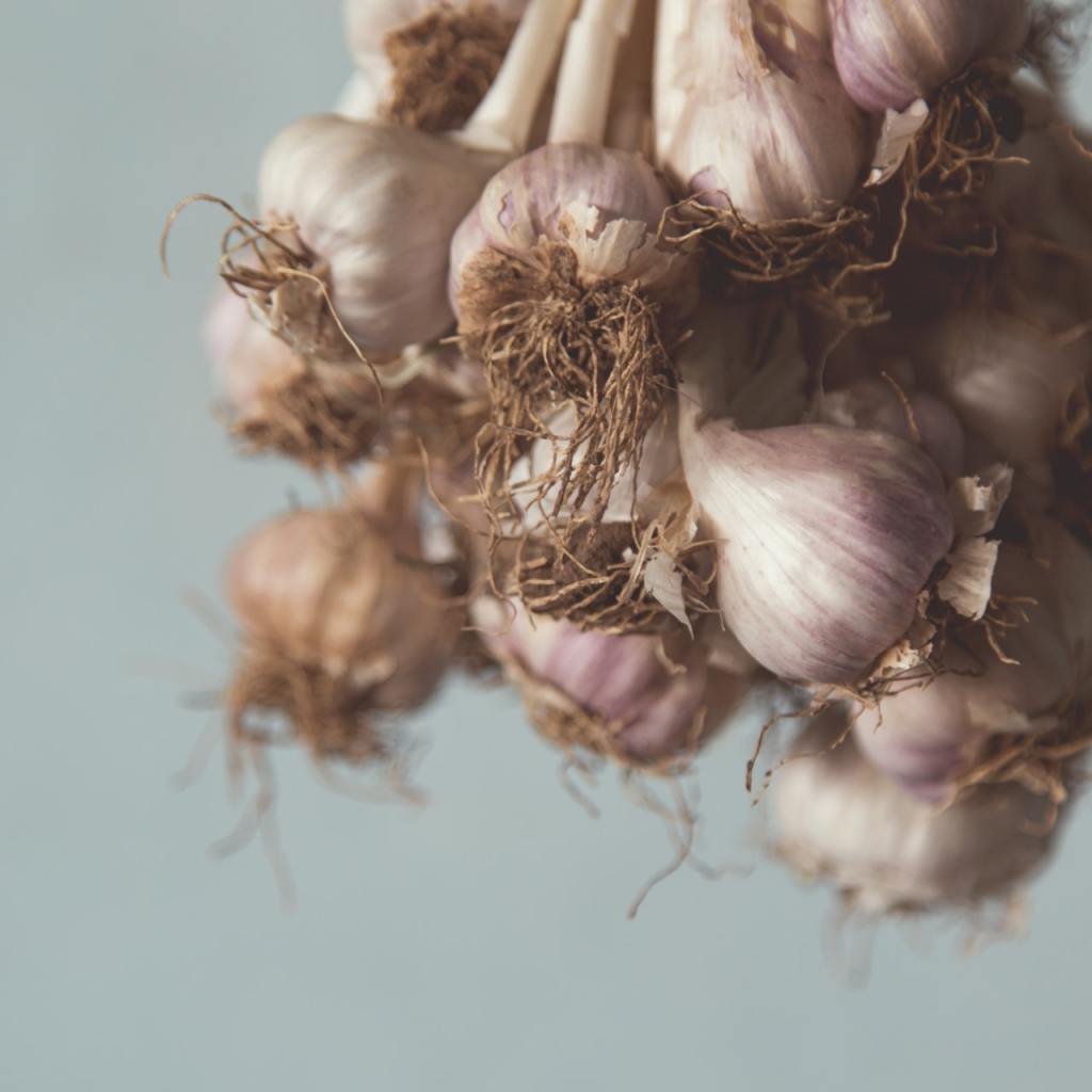 garlic plant
