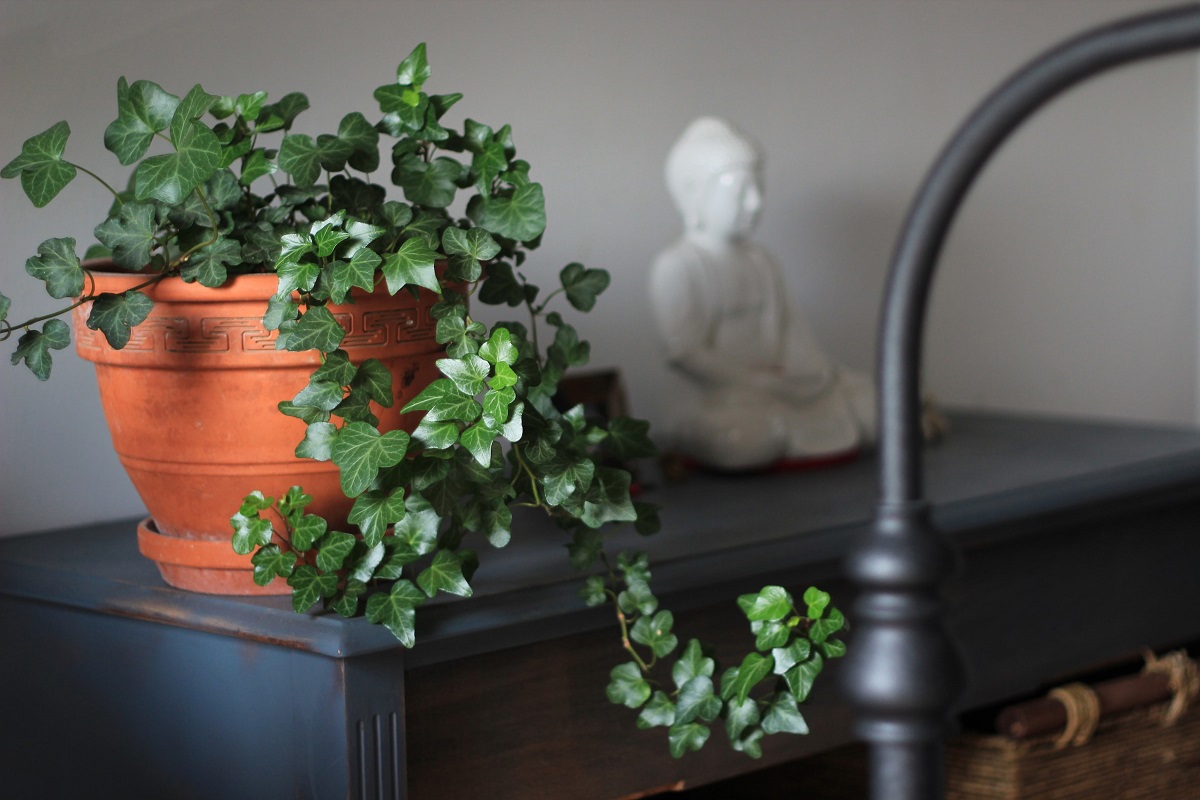  Is there mold growing on your houseplants? What you need to know