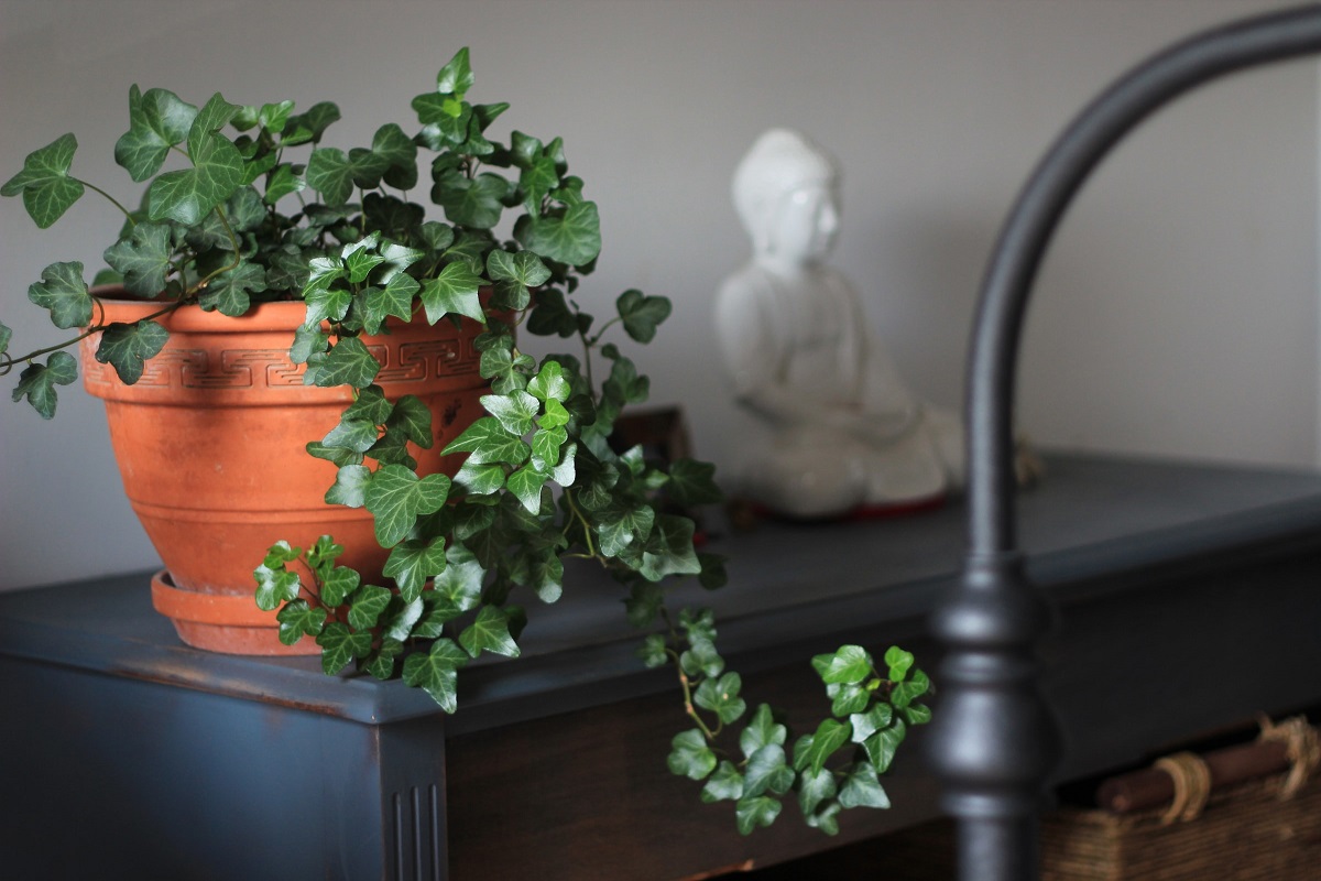 Top 10+ Houseplant has mold on soil 3 Is there mold growing on your houseplants? What you need to know