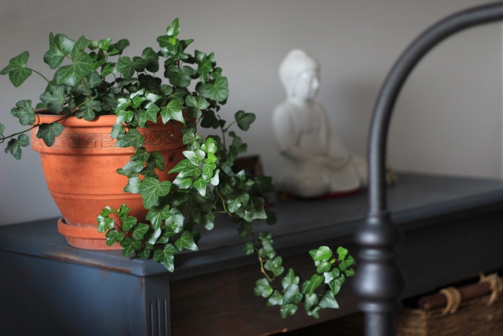Everything You Need to Know About Growing Ivy Indoors | HappySprout