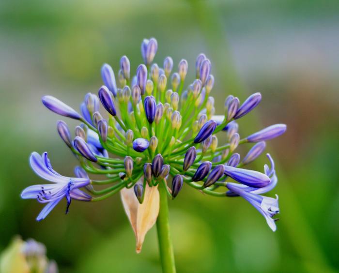 African lily flower