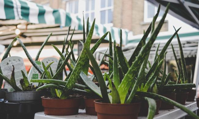 Aloe vera plants for sale