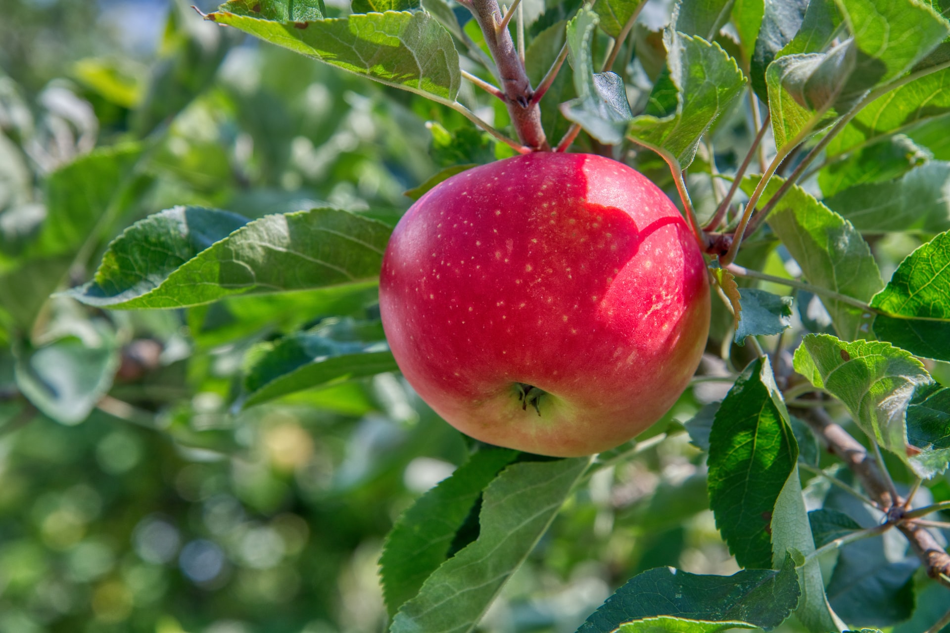Apple fruit hanging from tree