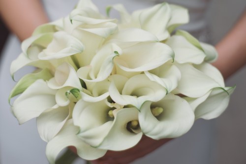 A bouquet of calla lilies