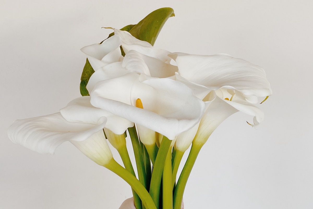 A bundle of calla lily stems