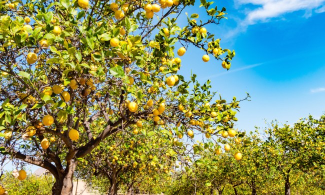 A sunny orchard of citrus trees with yellowish citrus fruits