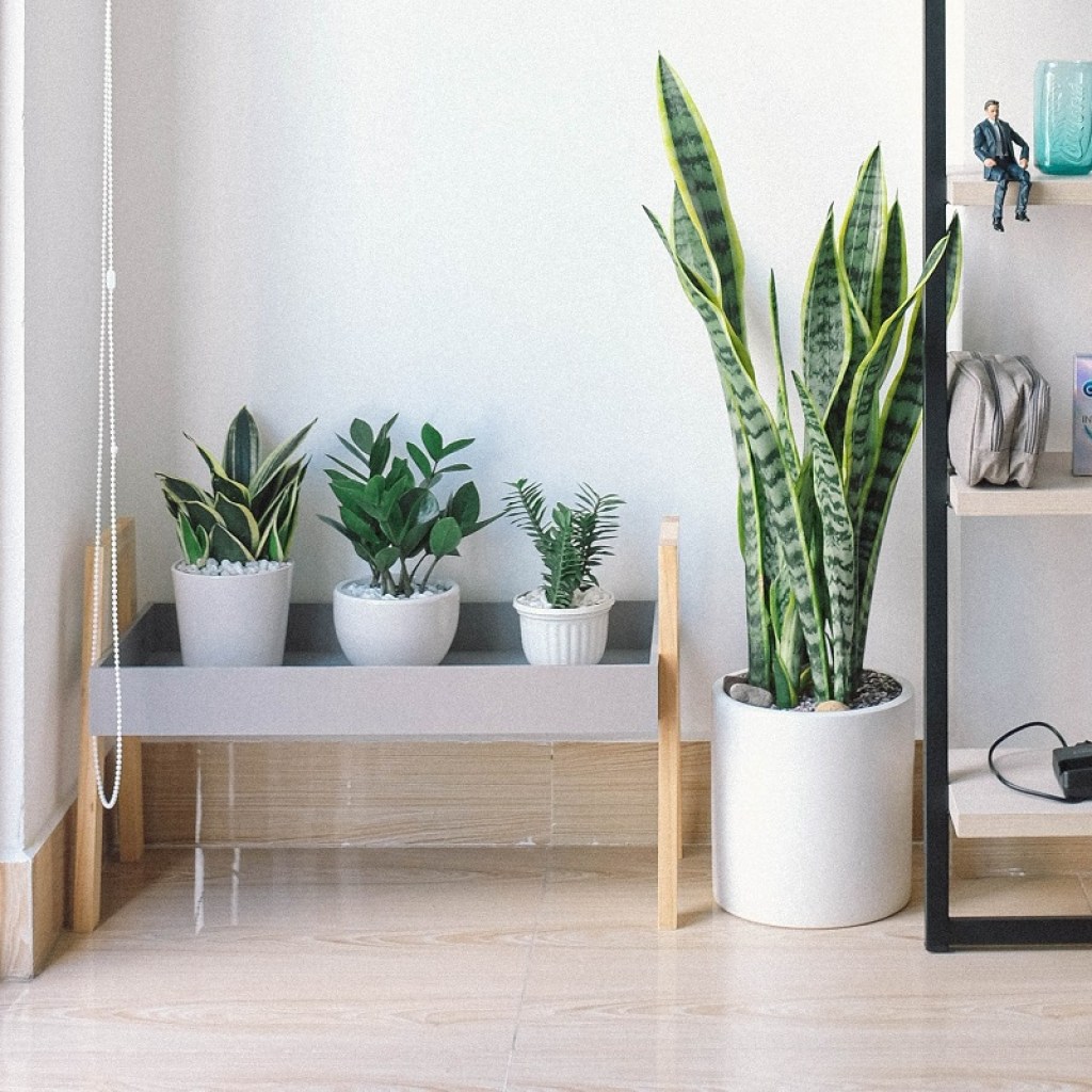 Four beautifully potted plants