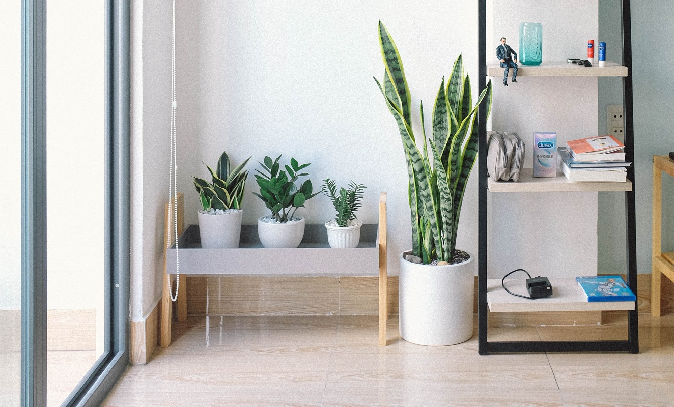 Four beautifully potted plants
