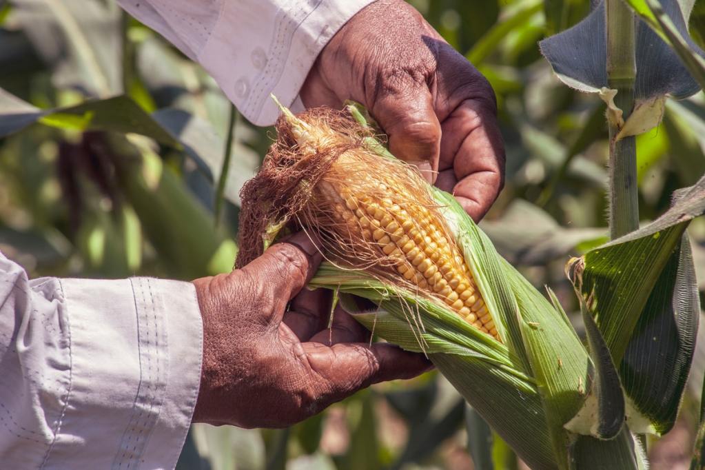 Farmer harvesting his fresh grown corn