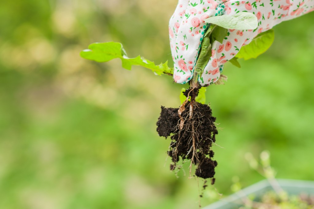 Gardener pulling weed