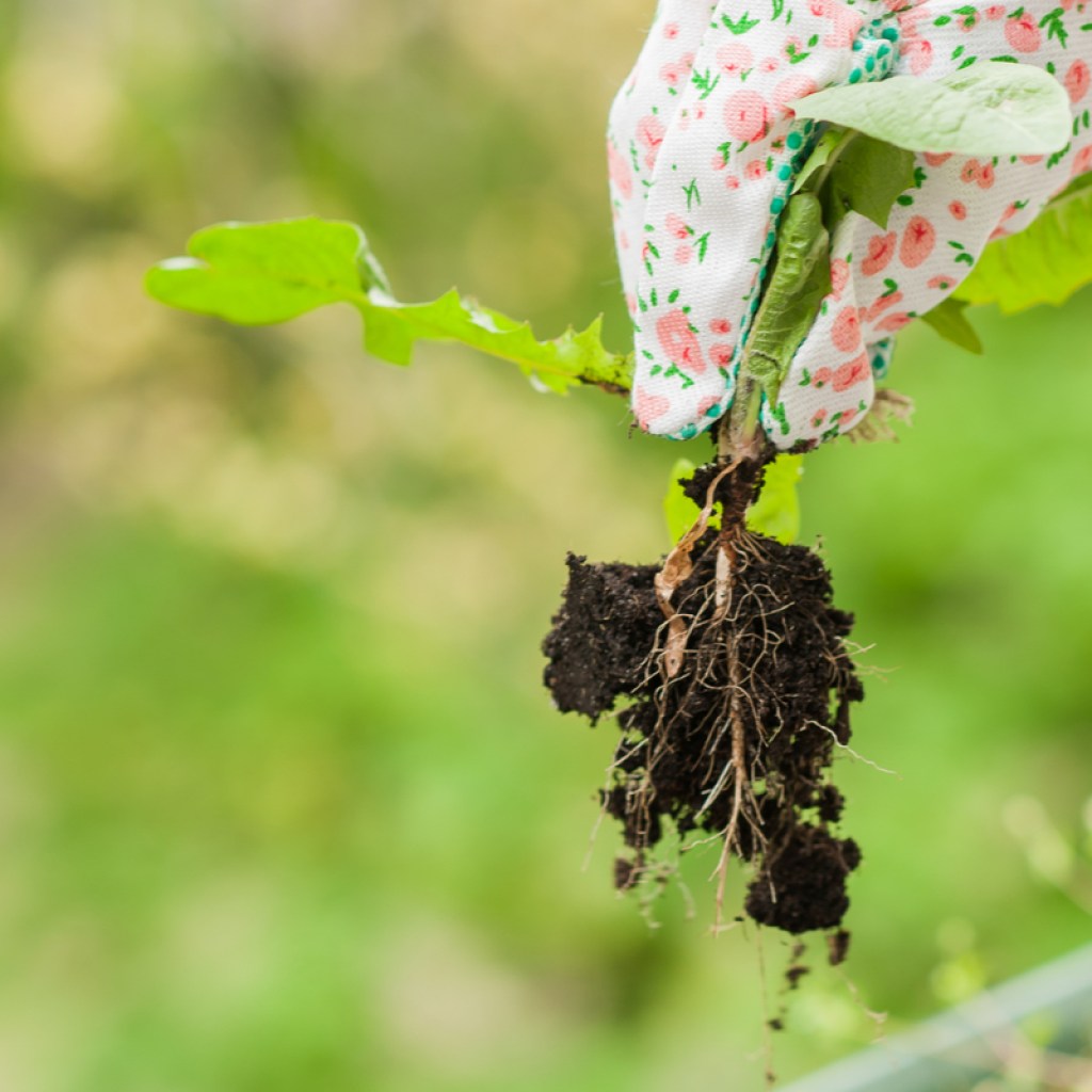 Gardener pulling weed