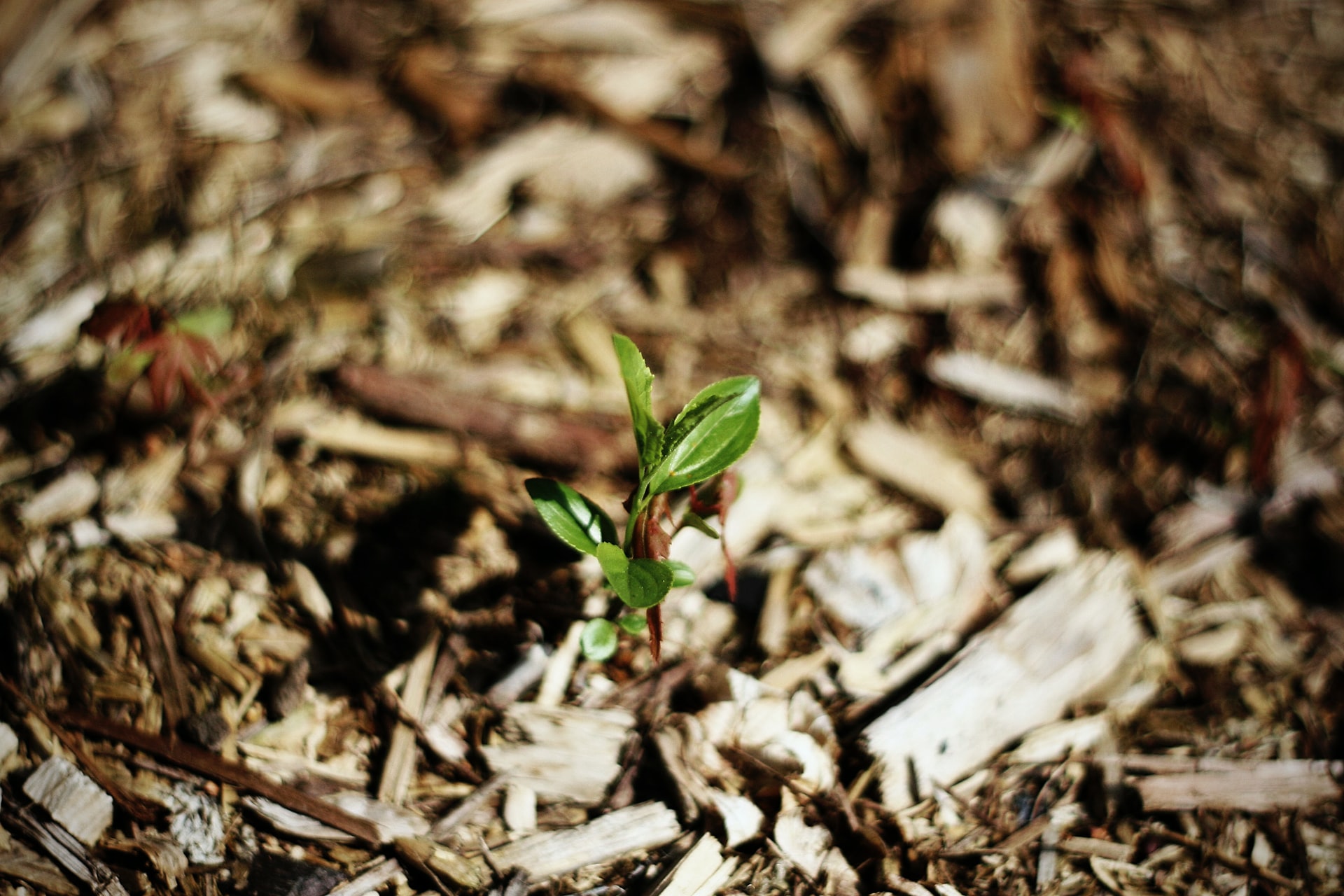Plant in mulch