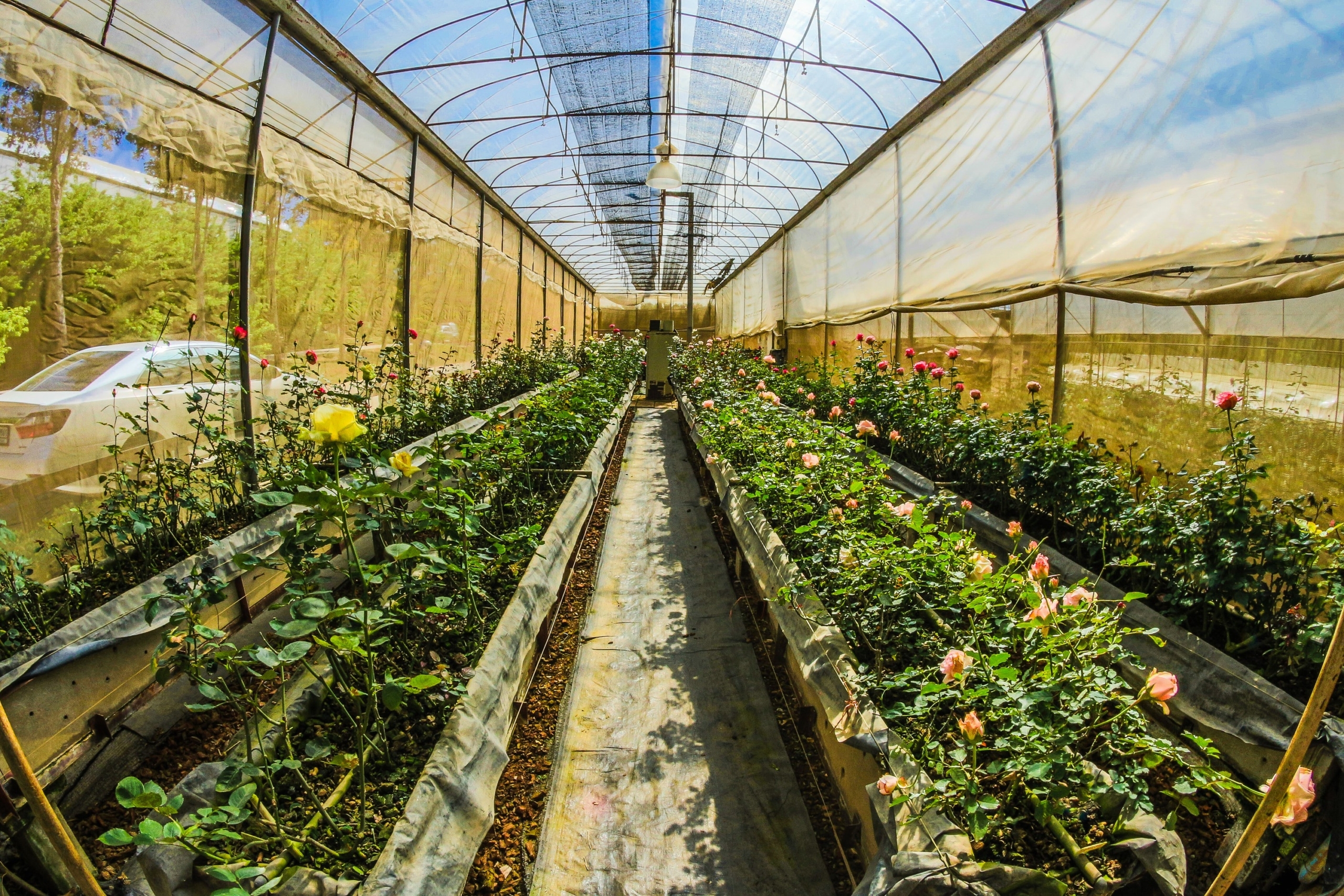 Hardy greenhouse plants