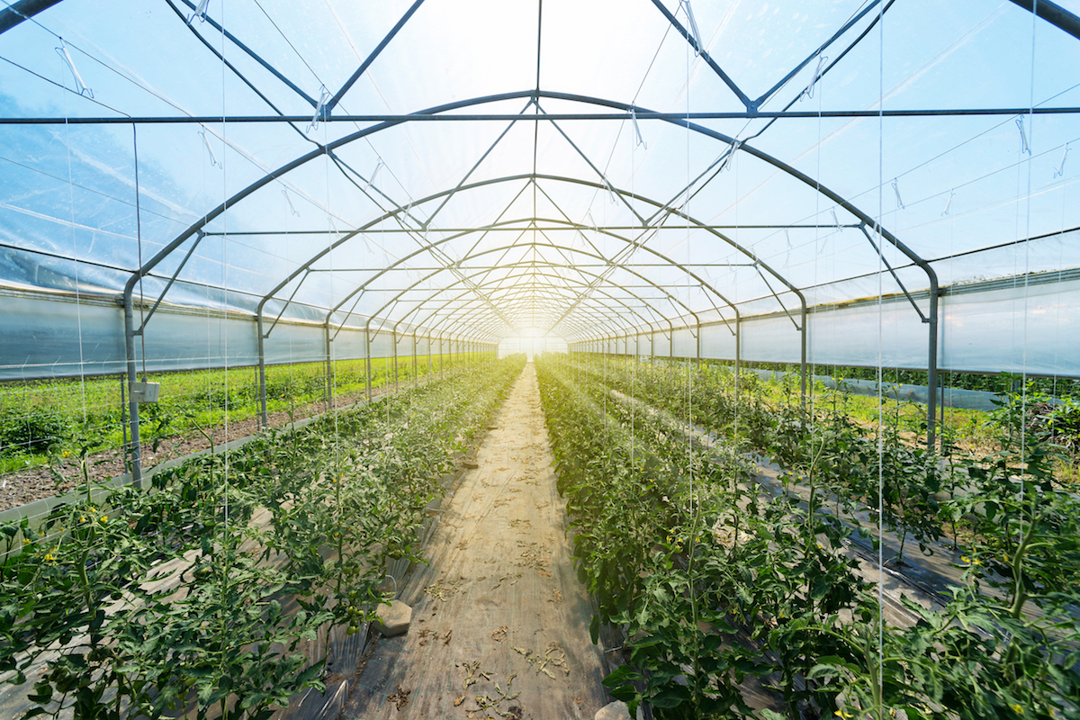 outdoor greenhouse