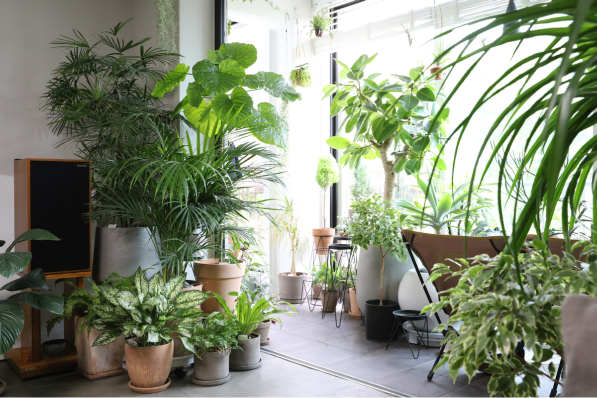 Houseplants