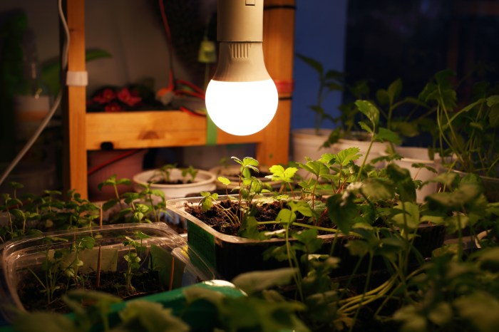 Seedlings Under A Grow Light