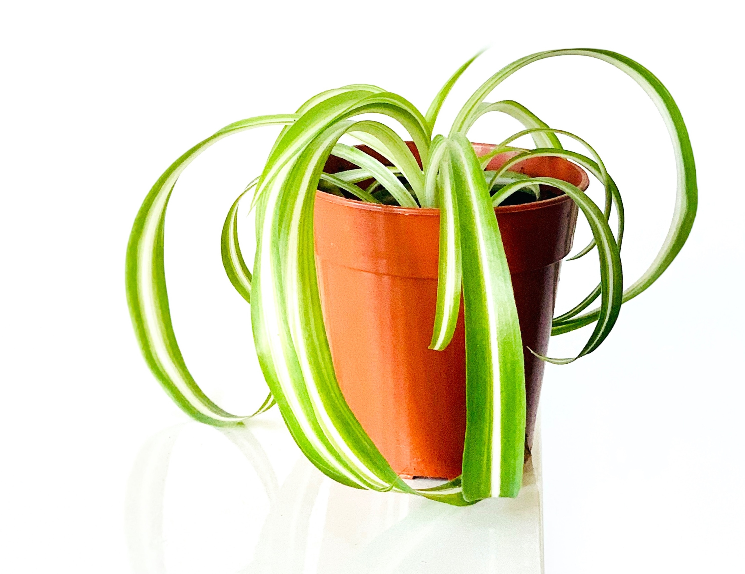 How to Propagate a Spider Plant to Get New Plants HappySprout