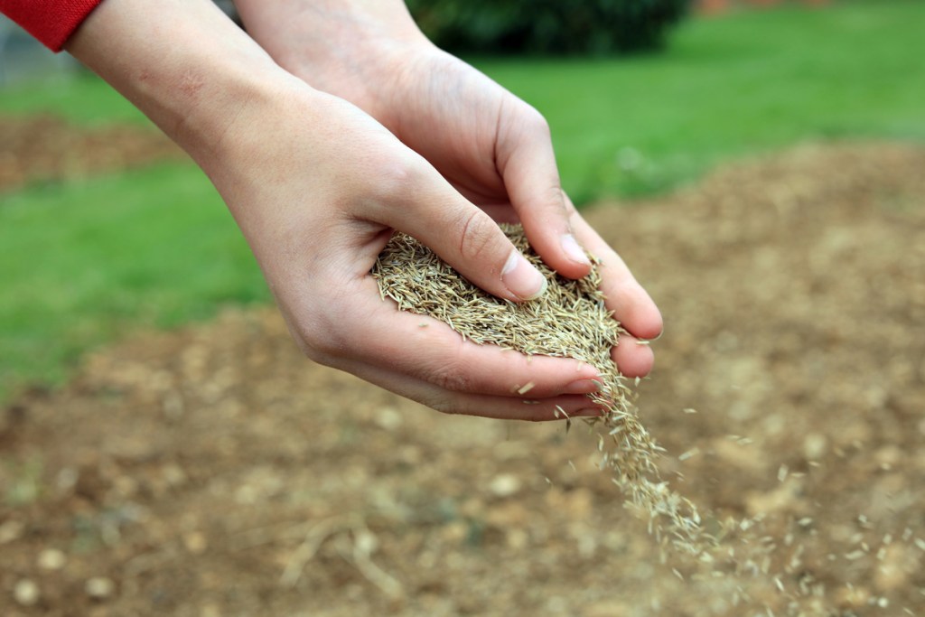 Cupped hands gently scattering grass seed