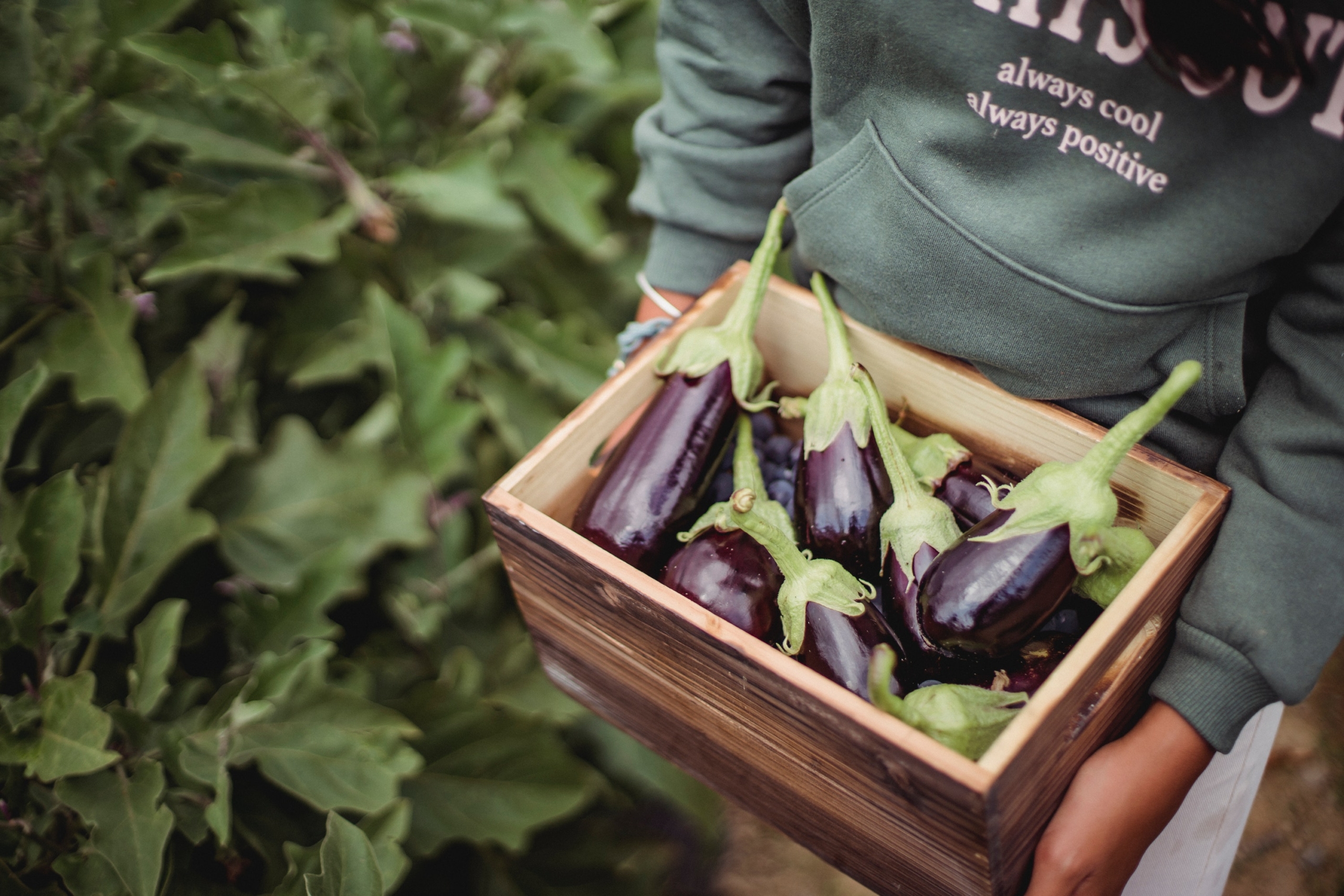 Box Full Of Eggplants