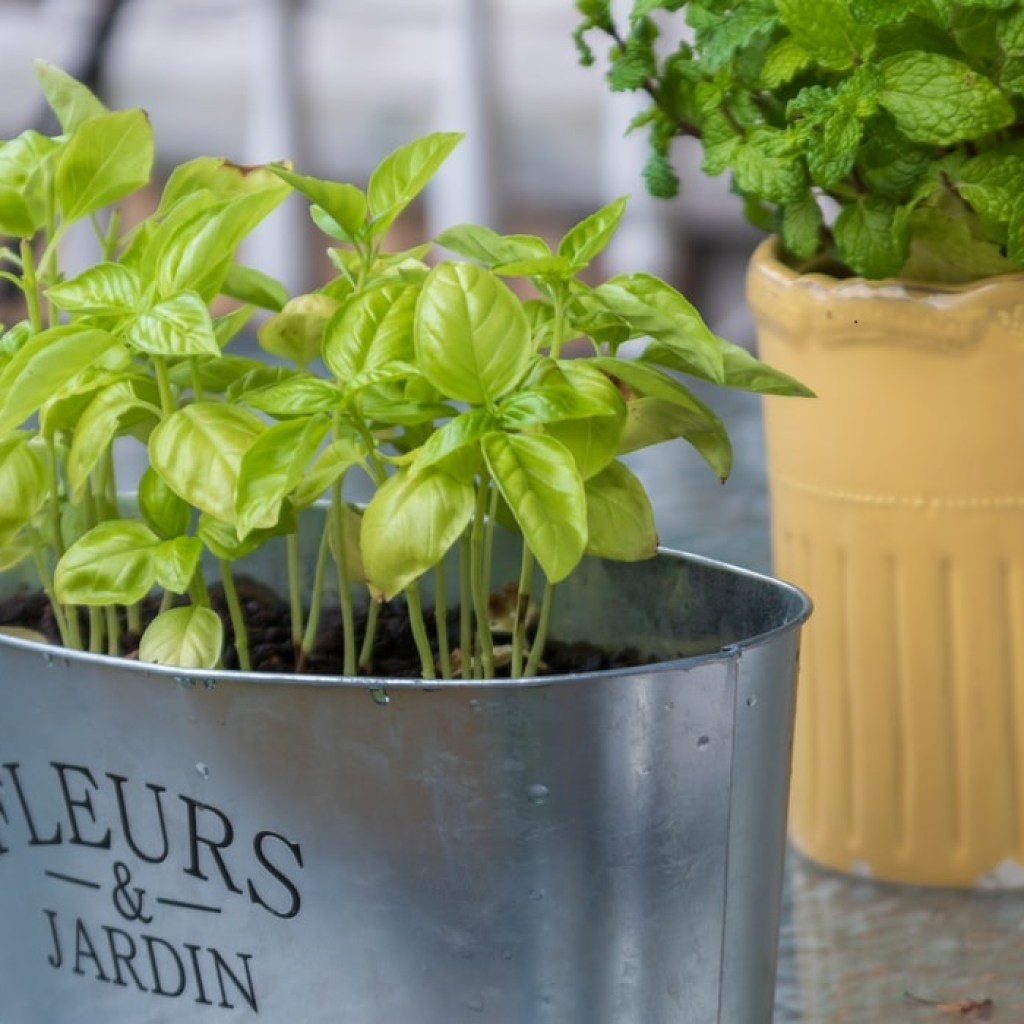 Herbs in containers