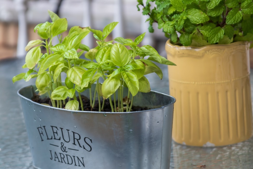 Herbs in containers
