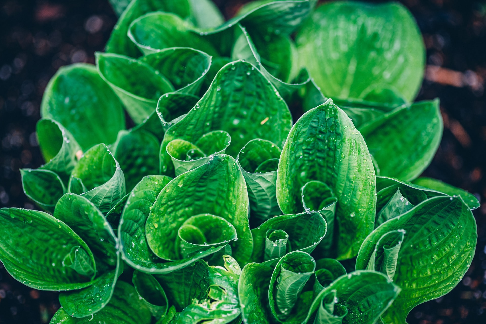 Hosta plant