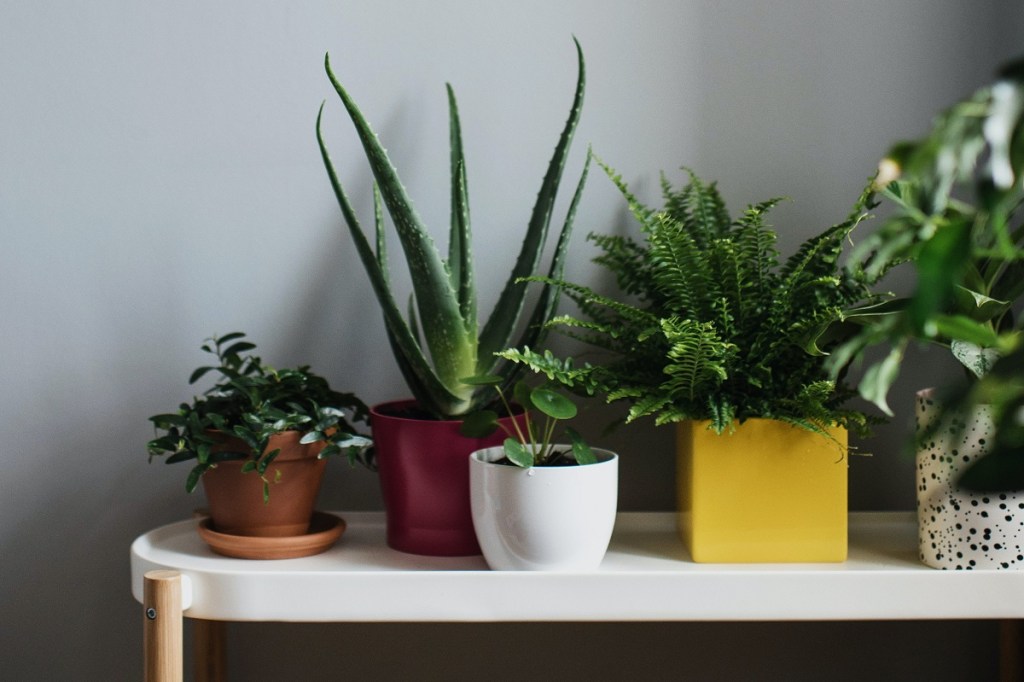 A small houseplant collection