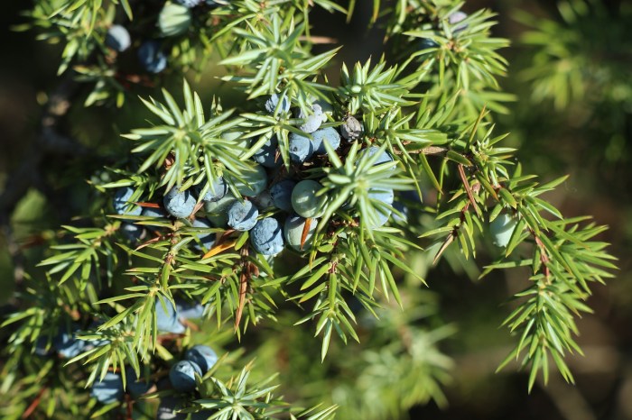 A cluster of juniper branches with bright blue berries