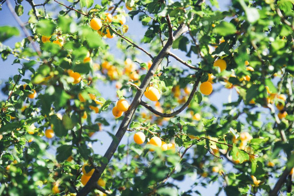 Apricot trees with fruit