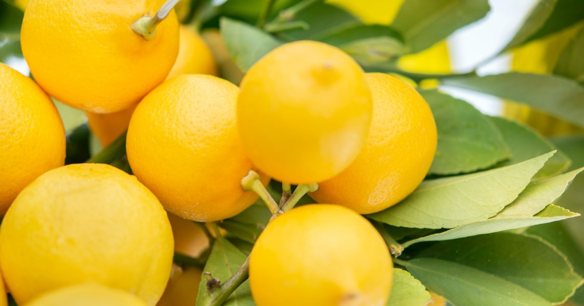 Lemon Tree Winter Care Tips and Tricks HappySprout