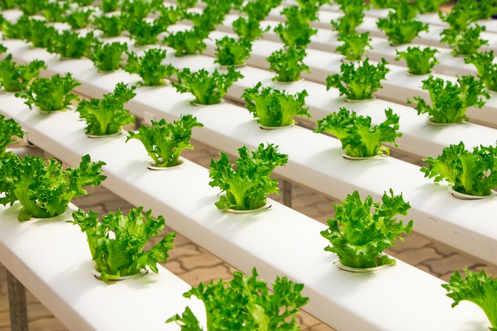 View Of Lettuce In Greenhouse