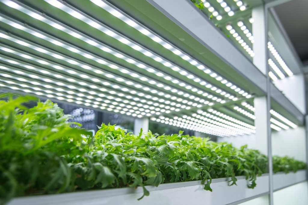 Vegetables under artificial light