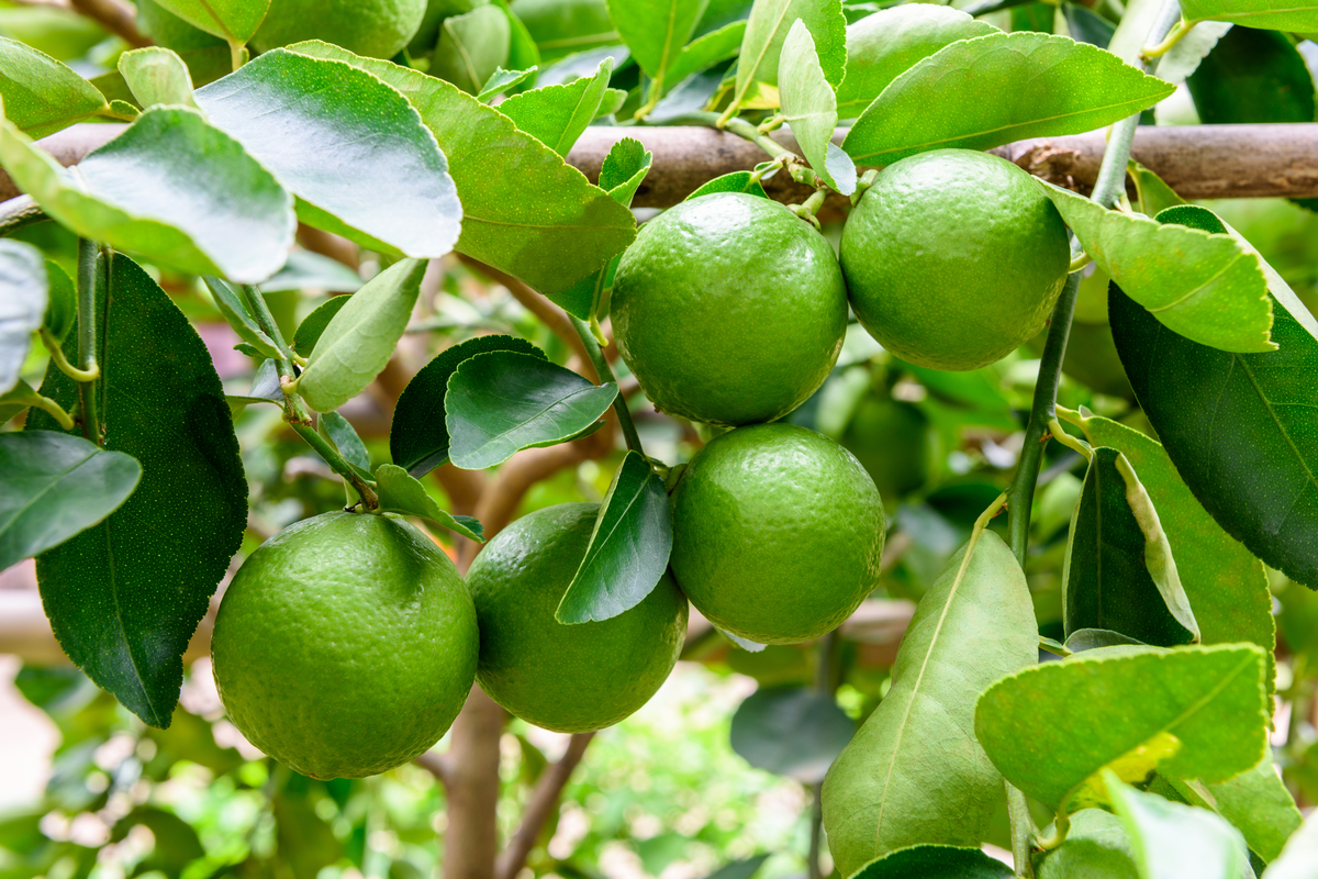 Several bright green limes on a branch