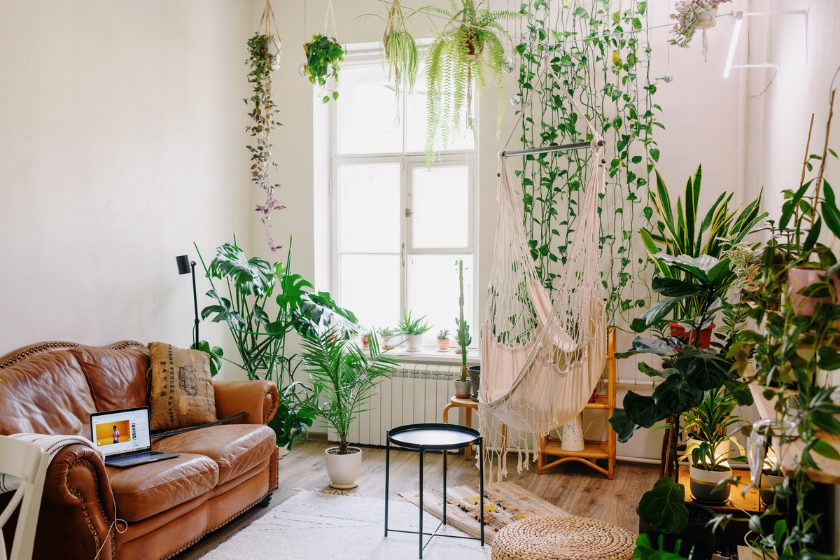 13 Best Climbing/Trailing/Creeper Indoor Plants for the Home – Cheeky Plant  Co.