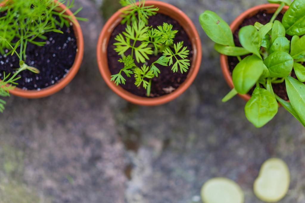 herb seedlings