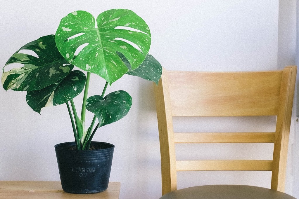 A medium-sized potted monstera