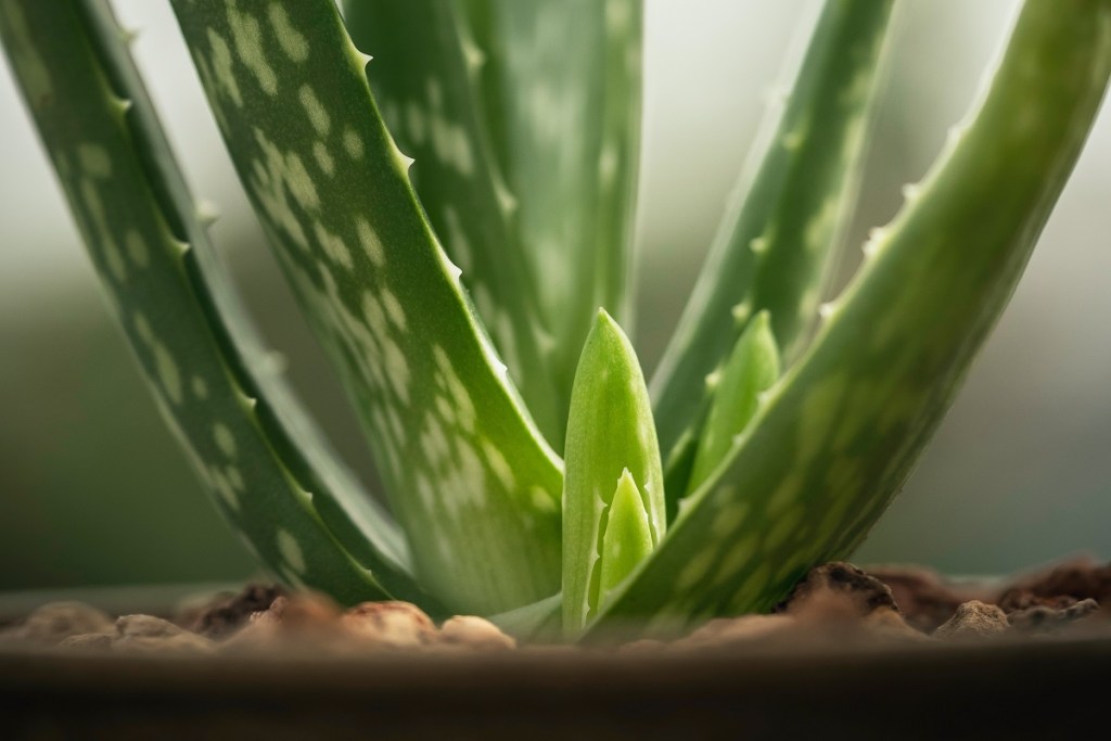 New aloe growth