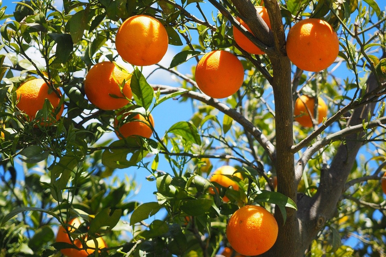 An orange tree with several round, bright oranges.