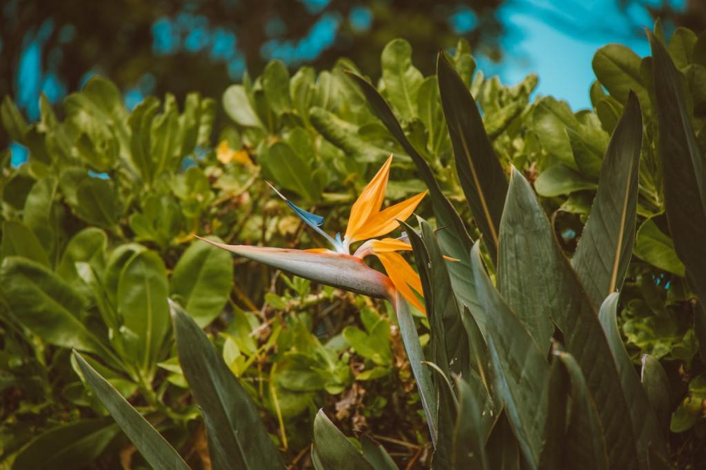 A bird of paradise planted outdoors