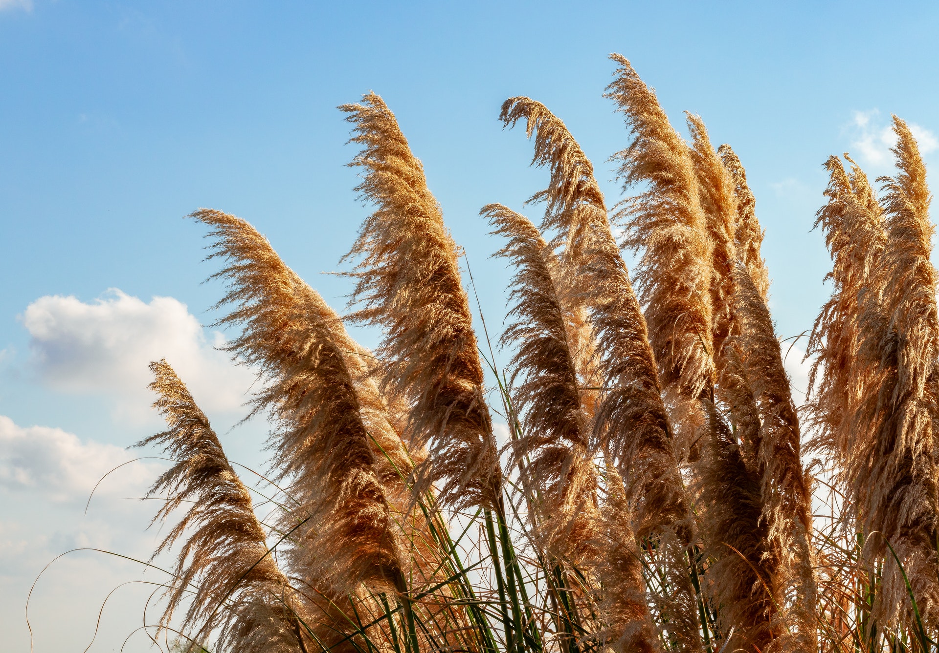 Pampas in wind