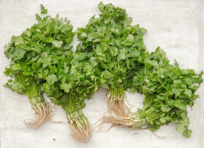 Four bunches of unplanted parsley with roots