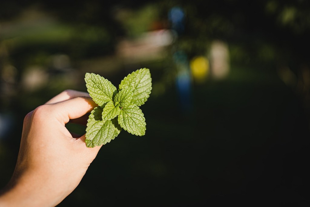 A person holding a mint sprig